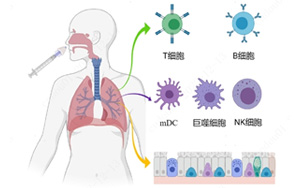 nature 子刊 | 鼻噴疫苗可顯著增強黏膜免疫，構建新冠防護第一線