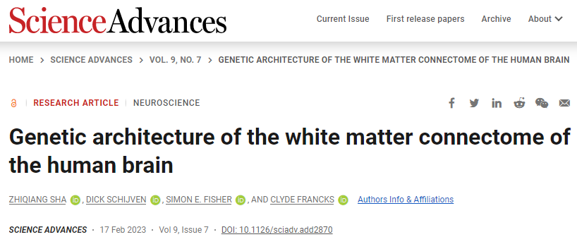 人類大腦白質(zhì)的結(jié)構(gòu)差異可能與導(dǎo)致某些行為特征和大腦疾病的遺傳變異有關(guān)