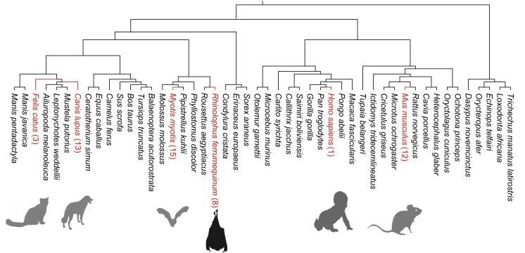 蝙蝠多能干細(xì)胞的獨(dú)特特性