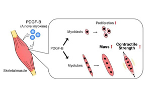 意想不到的發(fā)現(xiàn)：一種可以促進肌肉生長和力量的外泌體