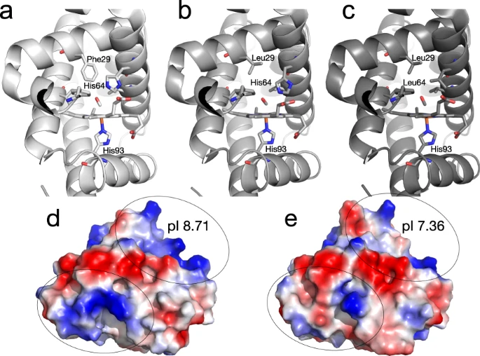 本研究中檢測(cè)了不同的肌紅蛋白變體