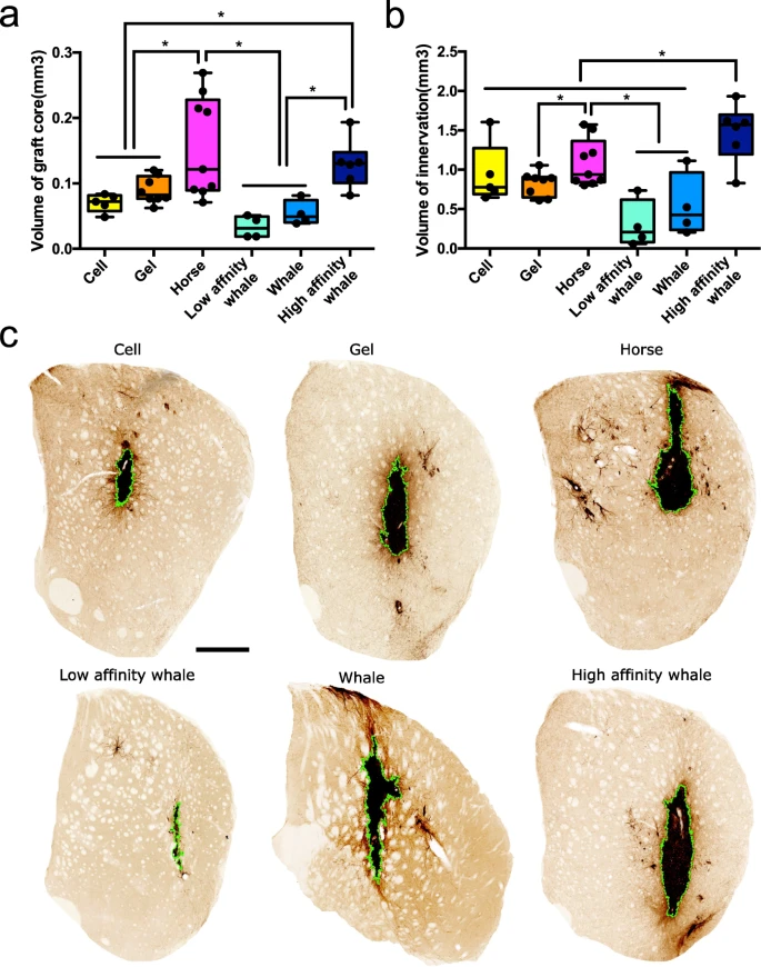 在SAP中摻入肌紅蛋白可提高移植物存活率和移植物神經(jīng)支配