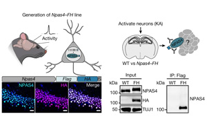 大腦越用越“廢”？Nature發(fā)現(xiàn)神經(jīng)元DNA修復(fù)機(jī)制，或推動(dòng)相關(guān)疾病研究進(jìn)展