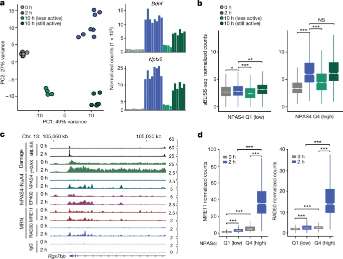 NPAS4-NuA4結(jié)合位點隨著可誘導轉(zhuǎn)錄的消退進行DNA修復(fù)
