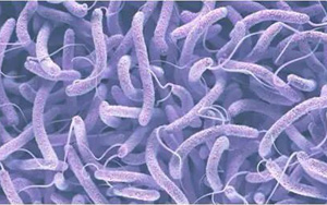 霍亂弧菌免疫檢測(cè)相關(guān)產(chǎn)品