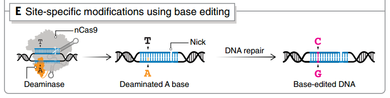單堿基編輯技術(shù)之一base-editing的原理
