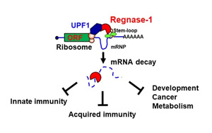 CAR-T療法創(chuàng)始人PNAS發(fā)文：實(shí)體腫瘤治療曙光出現(xiàn)？利用“組合拳”幫助T細(xì)胞