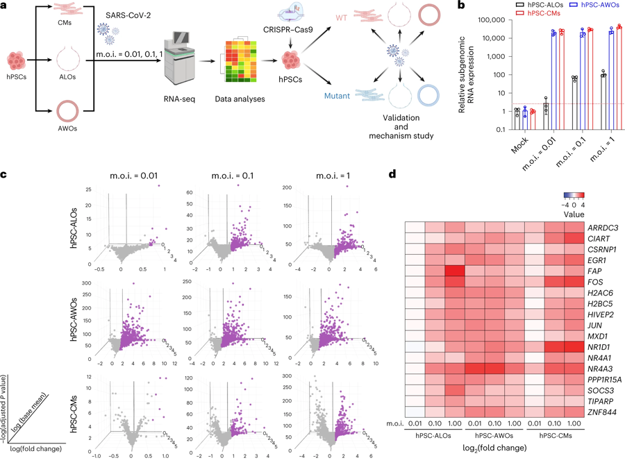用于識(shí)別與SARS-CoV-2感染相關(guān)基因的多類器官平臺(tái)
