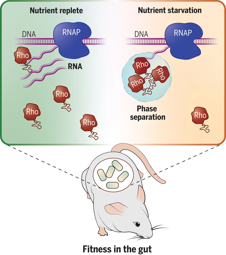 共生細菌擬桿菌中轉(zhuǎn)錄終止因子Rho的相分離控制基因表達并促進哺乳動物腸道中的細菌適應(yīng)性