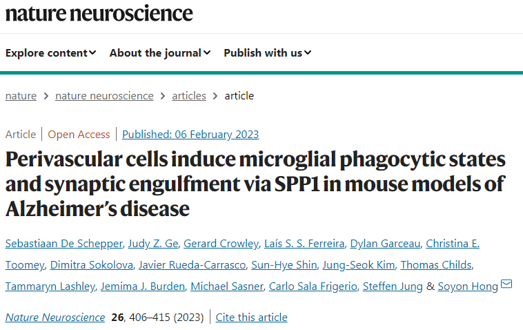 研究人員揭示了小膠質(zhì)細胞和鄰近的血管周圍巨噬細胞之間前所未有的通信