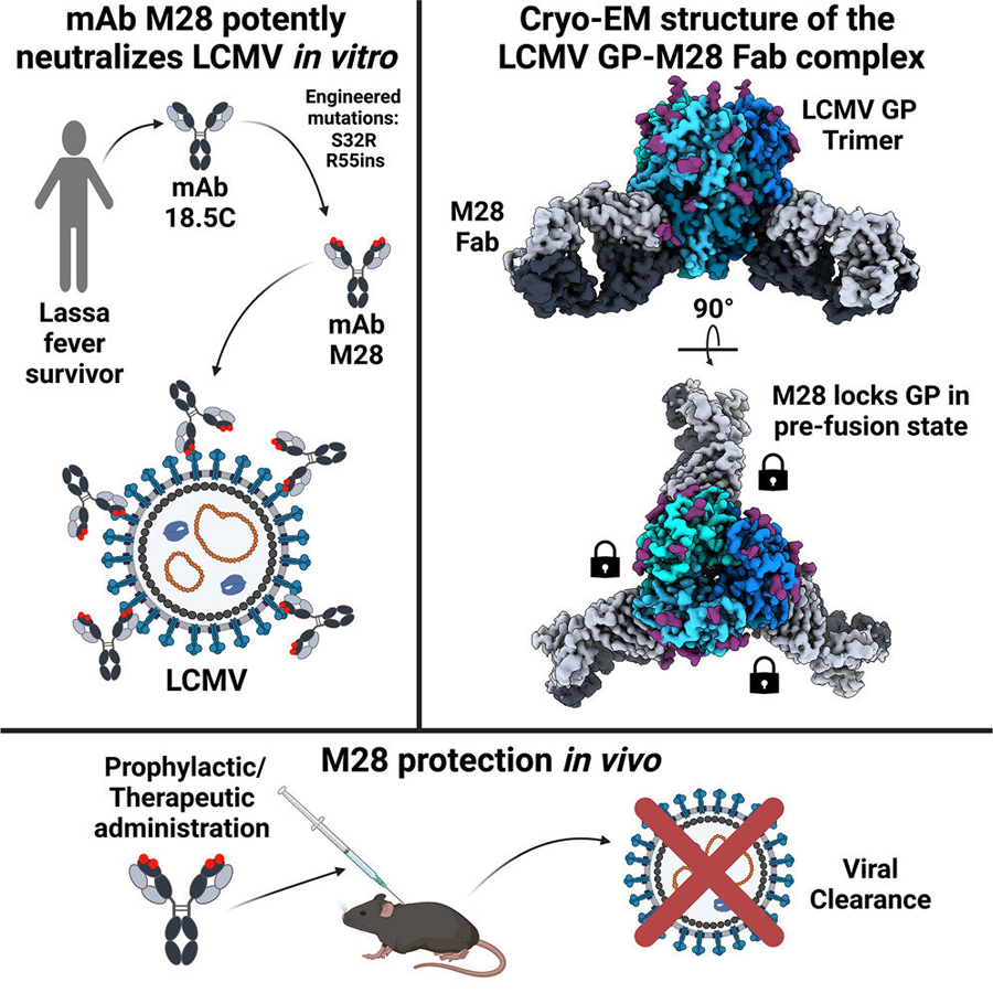 多克隆m28蛋白在體外有效中和LCMV