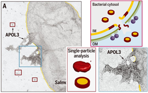 Science發(fā)現(xiàn)！細(xì)胞竟然也有“潔癖”，能自產(chǎn)“洗滌劑”，讓細(xì)菌無處遁逃
