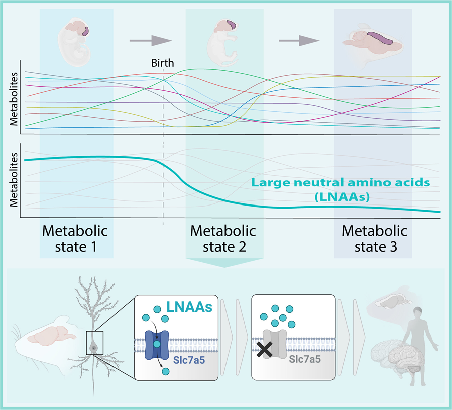 科學家們評估了小鼠大腦發(fā)育過程中大腦皮層代謝物組成的變化