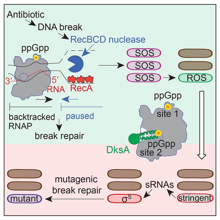 ppGpp與RNA聚合酶（RNAP）在兩個位點的結(jié)合