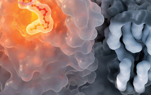 免疫系統(tǒng)絕非隨機(jī)針對(duì)病毒蛋白位點(diǎn)產(chǎn)生抗體：到底什么決定了公共抗體反應(yīng)？