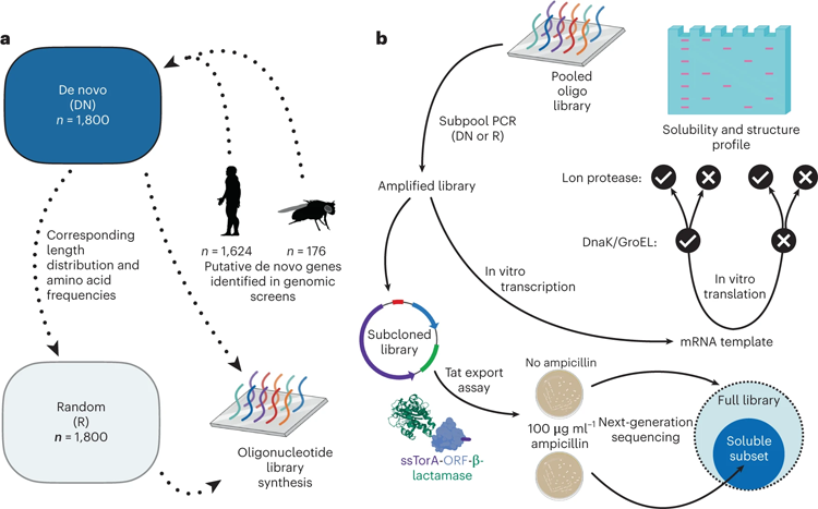 文庫設(shè)計(jì)，合成和實(shí)驗(yàn)路線