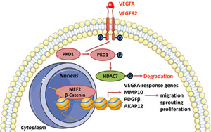 《PNAS》對抗慢性炎癥和傳染病，如何調(diào)動(dòng)我們的細(xì)胞的愈合能力