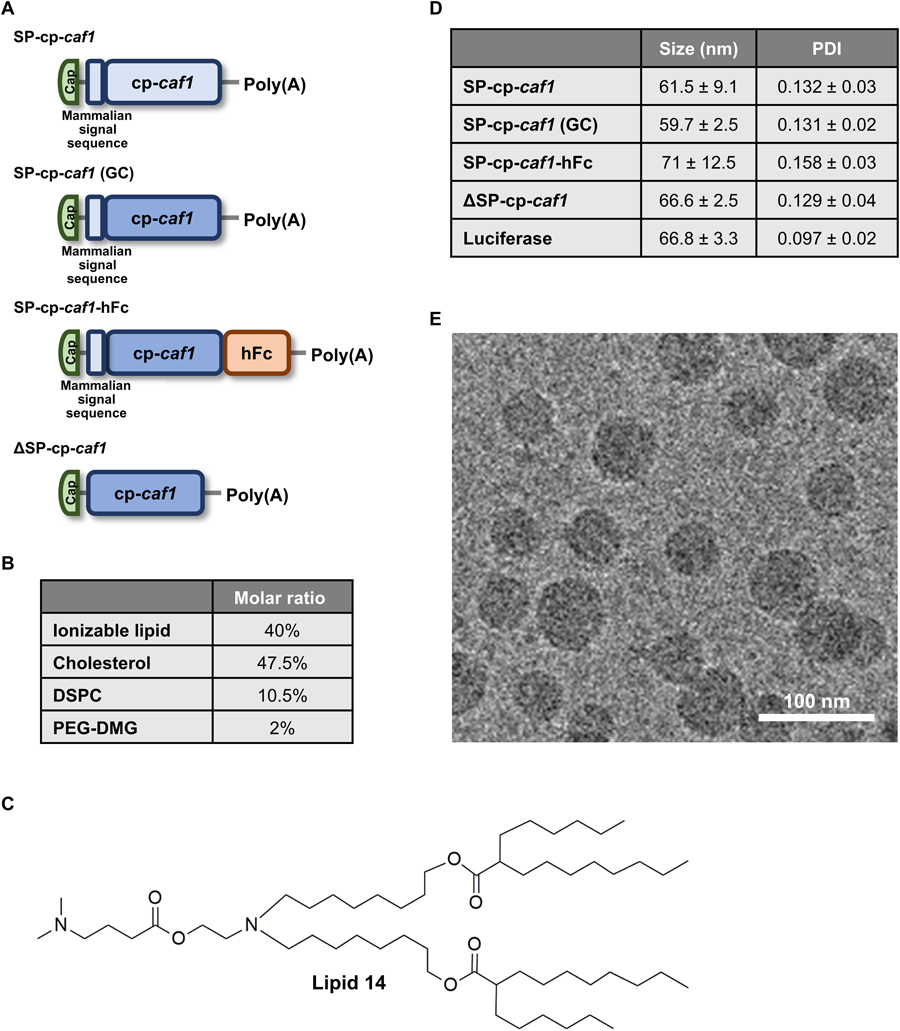 整個研究中使用的mRNA-LNPs制劑的結(jié)構(gòu)設計、物理化學特性以及SP-cp-caf1 mRNA-LNPs引起的免疫反應