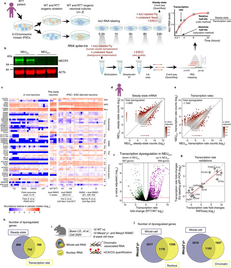 RTT神經(jīng)元轉(zhuǎn)錄速率的變化不會(huì)自動(dòng)導(dǎo)致mRNA穩(wěn)態(tài)的改變