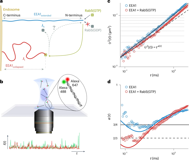 EEA1經(jīng)歷了依賴Rab5的靈活性轉變，可以使用FCS實驗進行測量