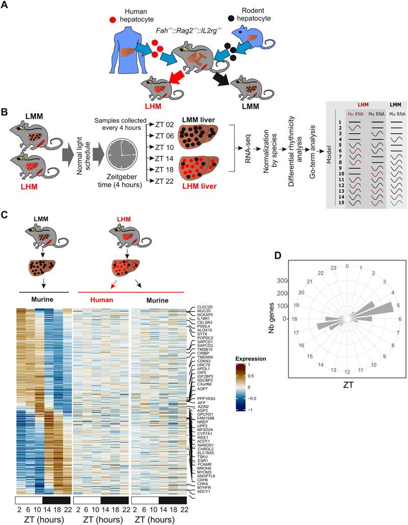 人肝細胞的移植影響肝臟節(jié)律性基因的表達