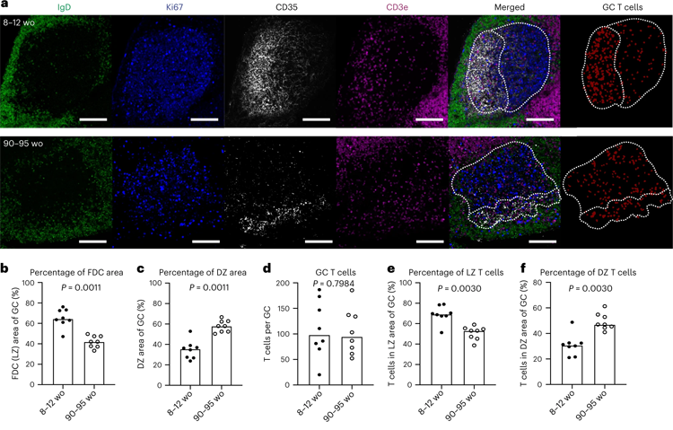 老年小鼠GC的空間組織發(fā)生了改變