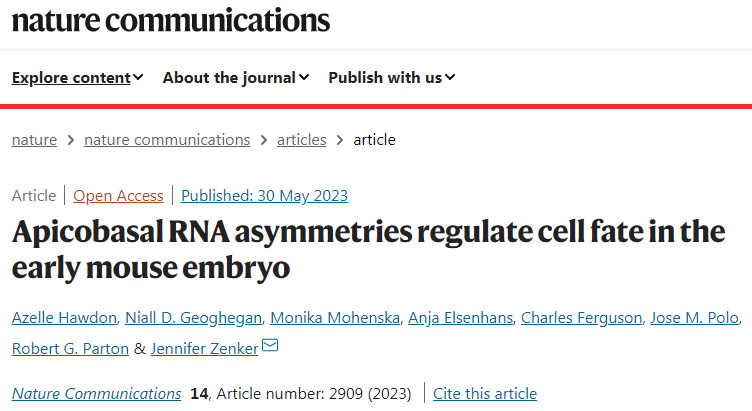 研究人員利用創(chuàng)新成像技術(shù)描述了哺乳動物胚胎發(fā)育的關(guān)鍵時刻