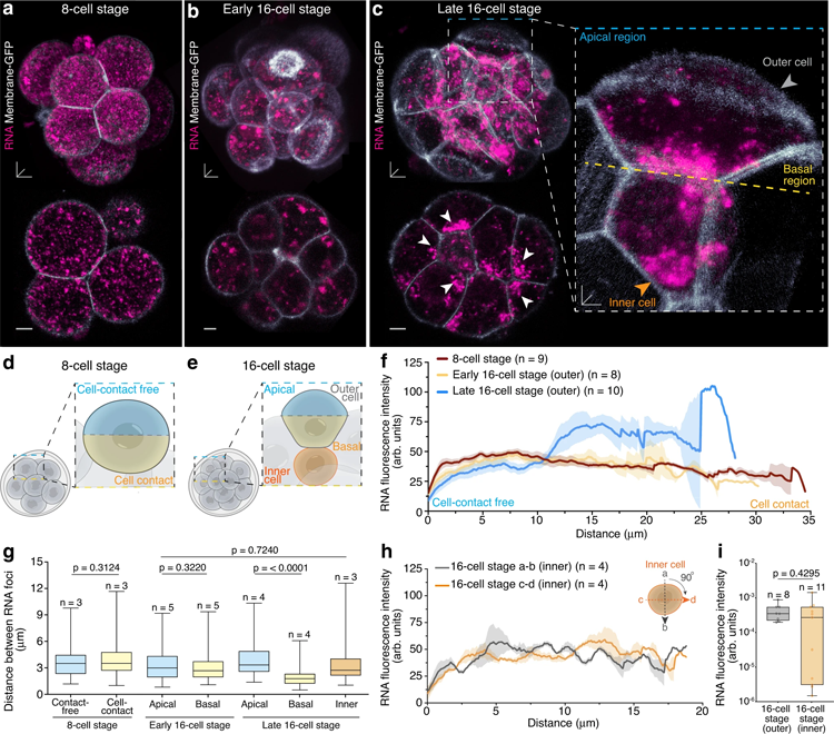 活的16細(xì)胞期小鼠胚胎外細(xì)胞中頂端至基礎(chǔ)RNA梯度