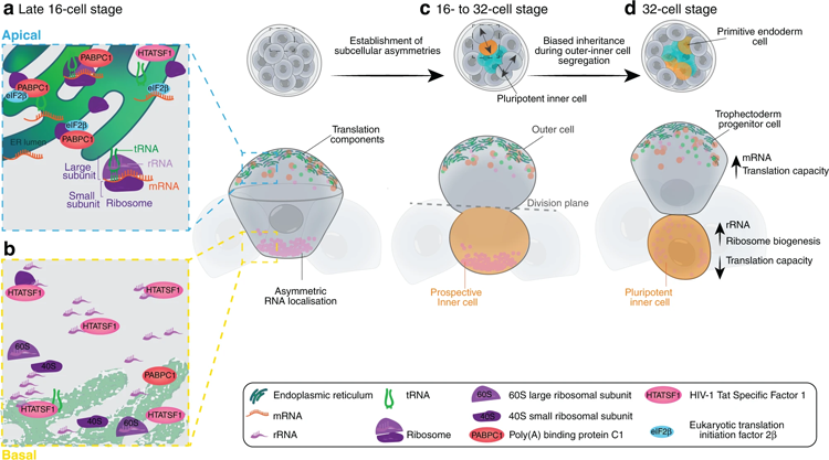 植入前小鼠胚胎中亞細(xì)胞異質(zhì)性的示意圖