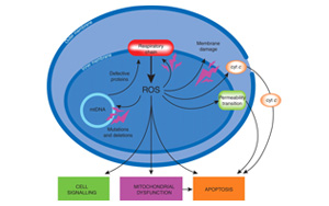 PNAS意外發(fā)現(xiàn)線粒體的更多功能：細胞可塑性