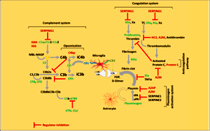 顛覆認(rèn)知！人類緩解重癥新冠肺炎的新靶點，“一不留神”或?qū)⒄T發(fā)精神病