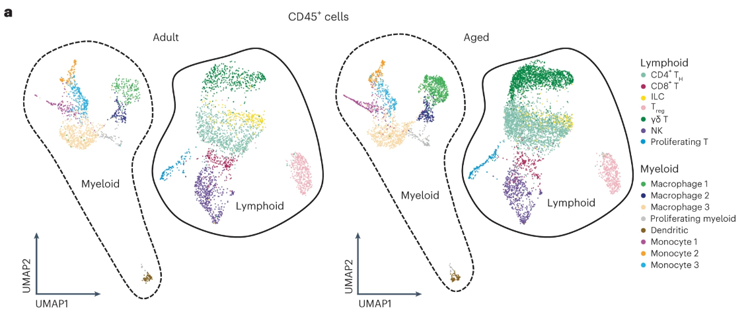 淋巴免疫細(xì)胞亞群顯示IL-17A/F相關(guān)信號傳導(dǎo)增加