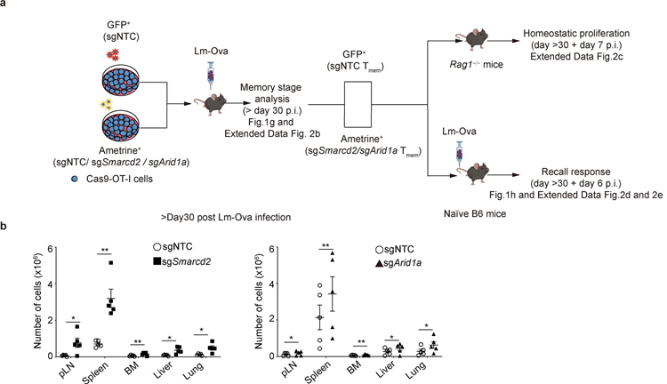 SWI/SNF的缺陷促進(jìn)了真正的記憶T細(xì)胞形成
