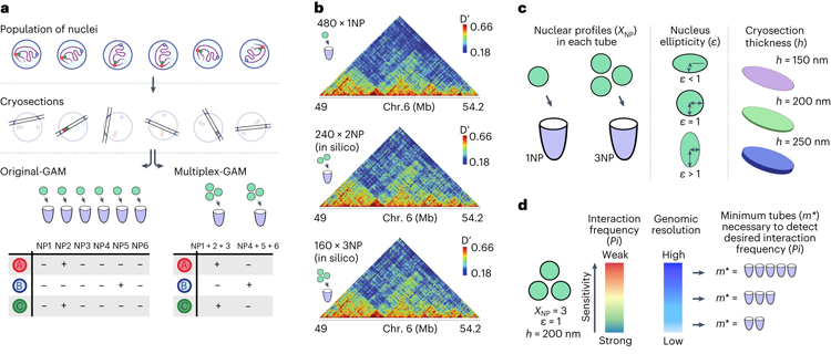 SWI/SNF的缺陷促進了真正的記憶T細胞形成