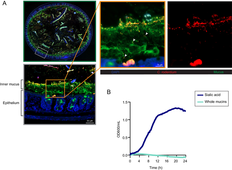 檸檬酸桿菌存在于結(jié)腸粘液中并分解代謝唾液酸