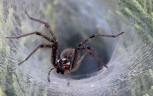 救人“蛛”“心”！研究揭示：蜘蛛致命毒液或可治療心血管疾病，全球“頭號殺手”有了“勁敵”