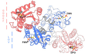 Science子刊：酶的開(kāi)關(guān)