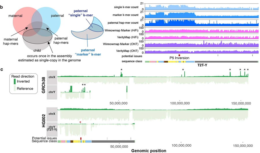 Y染色體的基因組區(qū)域終于被完全測(cè)序