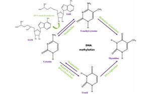 Cell：染色質重塑是DNA甲基化的表觀遺傳基礎