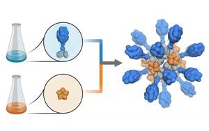 支持重組蛋白疫苗研發(fā)、生產(chǎn)的試劑解決方案