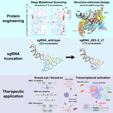 AsCas12f編輯工具的應(yīng)用