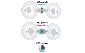 Cell子刊：細(xì)胞分裂的結(jié)果并非只是兩個(gè)子細(xì)胞，其殘余是導(dǎo)致癌癥擴(kuò)散的原因