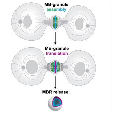 中間體顆粒的組裝，翻譯和釋放過(guò)程