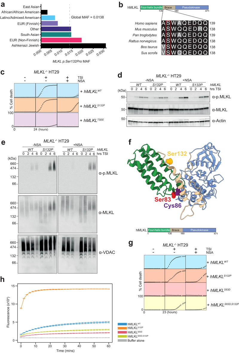 MLKL S132P在神經(jīng)磺酰胺或Ser83抑制存在的情況下執(zhí)行細胞凋亡