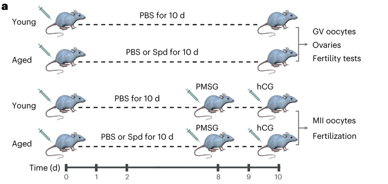 補(bǔ)充亞精胺對(duì)衰老小鼠卵巢亞精胺水平、卵泡發(fā)育和雌性生育能力的影響