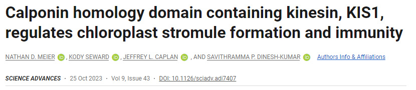 含有驅(qū)動蛋白KIS1的Calponin同源結(jié)構(gòu)域調(diào)節(jié)葉綠體基質(zhì)的形成和免疫