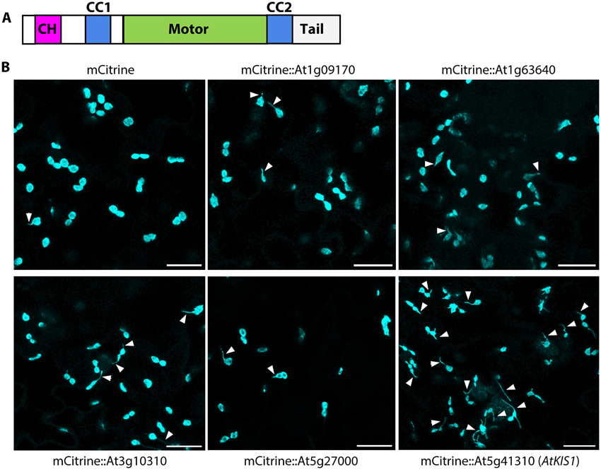 具有鈣調(diào)蛋白同源結(jié)構(gòu)域At5g41310的擬南芥驅(qū)動蛋白的過表達誘導組成型stromule的形成。