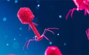 Nature：科學(xué)家發(fā)現(xiàn)病毒對抗細(xì)菌CRISPR免疫系統(tǒng)的全新方式