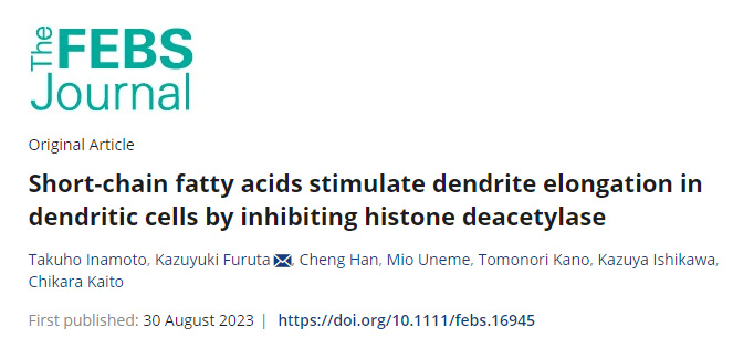 腸道細菌產(chǎn)生的短鏈脂肪酸(SCFAs)負責啟動樹突細胞向腸腔延伸