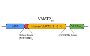 Nature：參與神經(jīng)化學物質(zhì)(如血清素和多巴胺)運動的轉(zhuǎn)運蛋白結(jié)構(gòu)